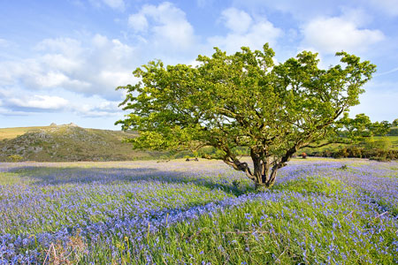 Stunning sea of bluebells at Holwell Lawn, Dartmoor